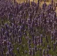 Lavender farm Tours 179$