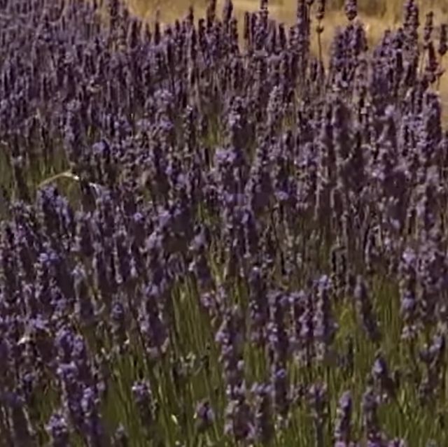 Lavender farm Tours 179$