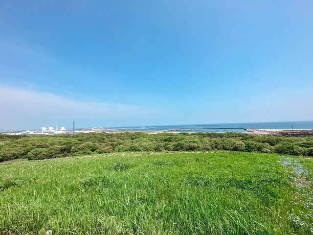 關東整片藍海~常陸海濱公園粉蝶花