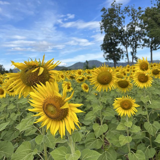 ทุ่งทานตะวัน 🌷✨