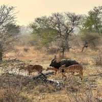 A lifetime experience in Krugar National Park