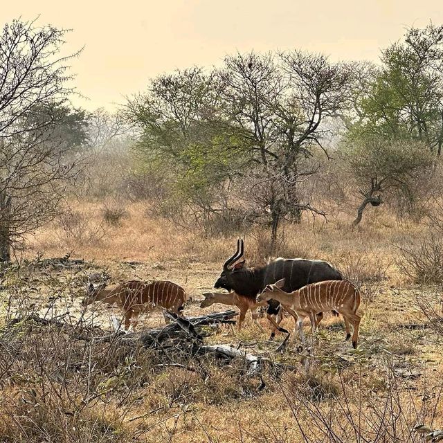 A lifetime experience in Krugar National Park