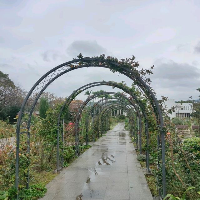 彷彿身在國外-台北玫瑰園