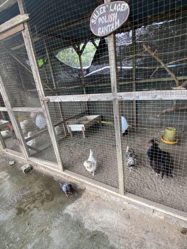 P.D. Ostrich Show Farm