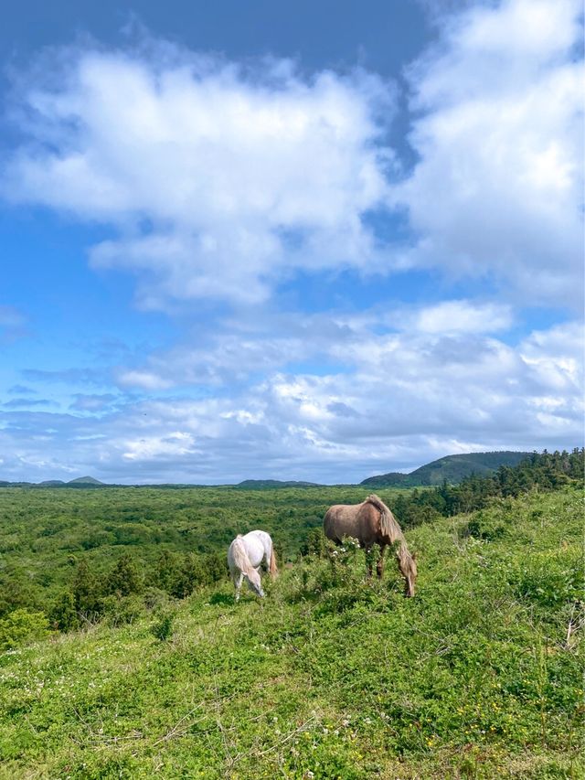 🐴 말과 함께 인생샷을 “문도지 오름”