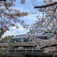 【電車と桜の夙川】近所の方もオススメの夙川駅！