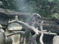 📍台灣木柵動物園 #世界前十大都市型的動物園之一