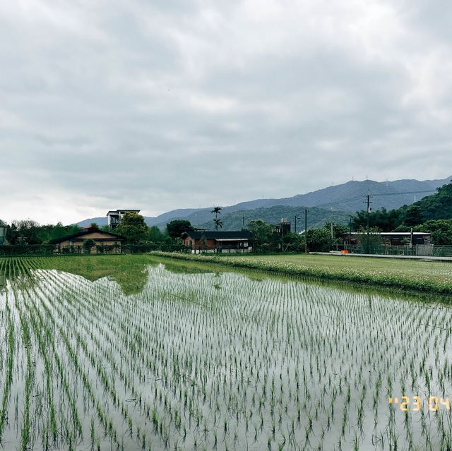 斑比山丘🦌🥕｜台灣版奈良@真·自由行（公交篇）