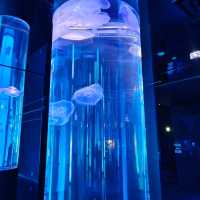 沖繩景點DMM_Kariyushi水族館 