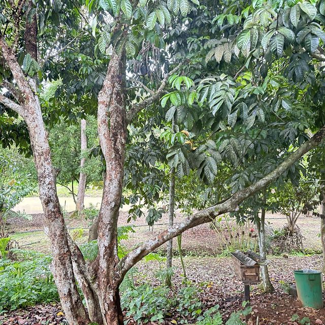 ตะลุยกินทุเรียนหน้าสวน จ. พังงา