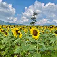 ทุ่งทานตะวันไร่วิชาญ จ.ลพบุรี