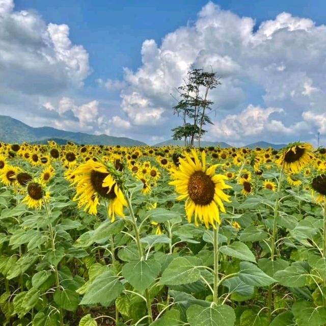 ทุ่งทานตะวันไร่วิชาญ จ.ลพบุรี