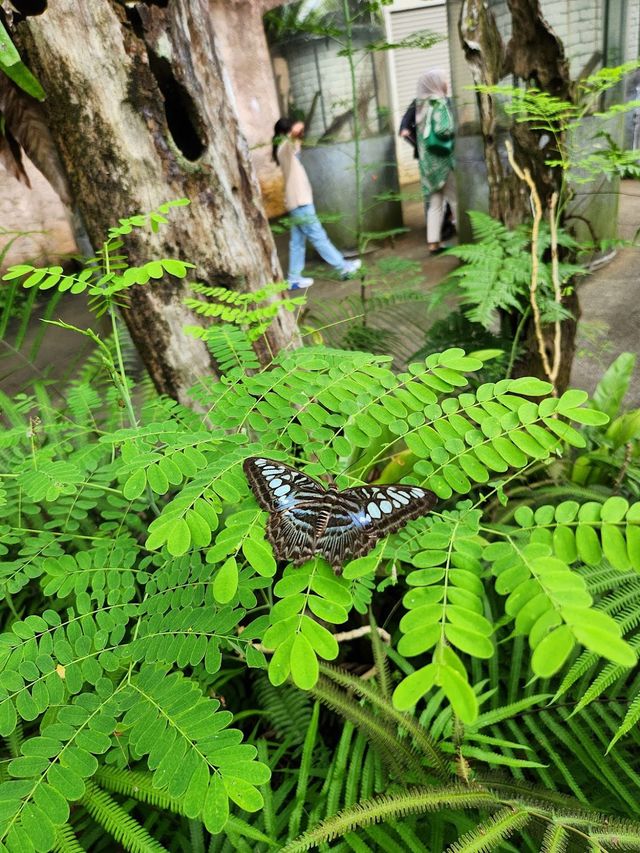 Entopia by Penang Butterfly Farm ✨