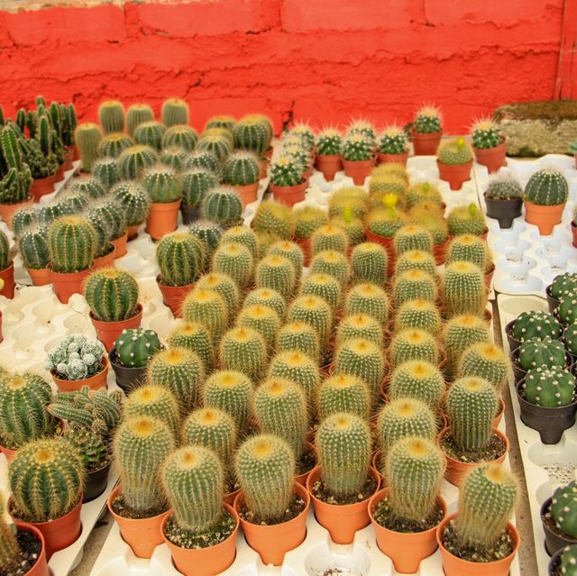 Cactus and Succulent World