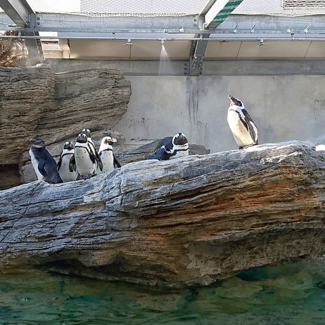 【海の世界】空飛ぶペンギン！サンシャイン水族館