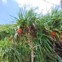 【沖縄 座間味島】座間味島の島めぐり🌺村の中を歩く