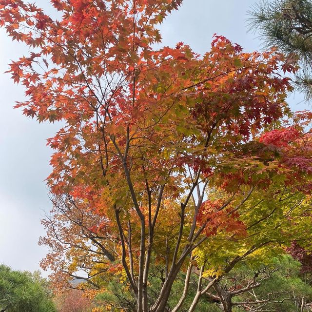 Beautiful autumn view of Hwadam botanicgarden
