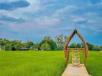 คลังนาปลาข้าว ✨ พานทอง จ.ชลบุรี