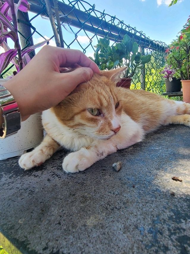 貓星人集中地-猴狪車站