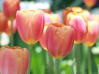 Miracle of Natural สวนดอกไม้เมืองหนาว 🌸🌹🌻💐