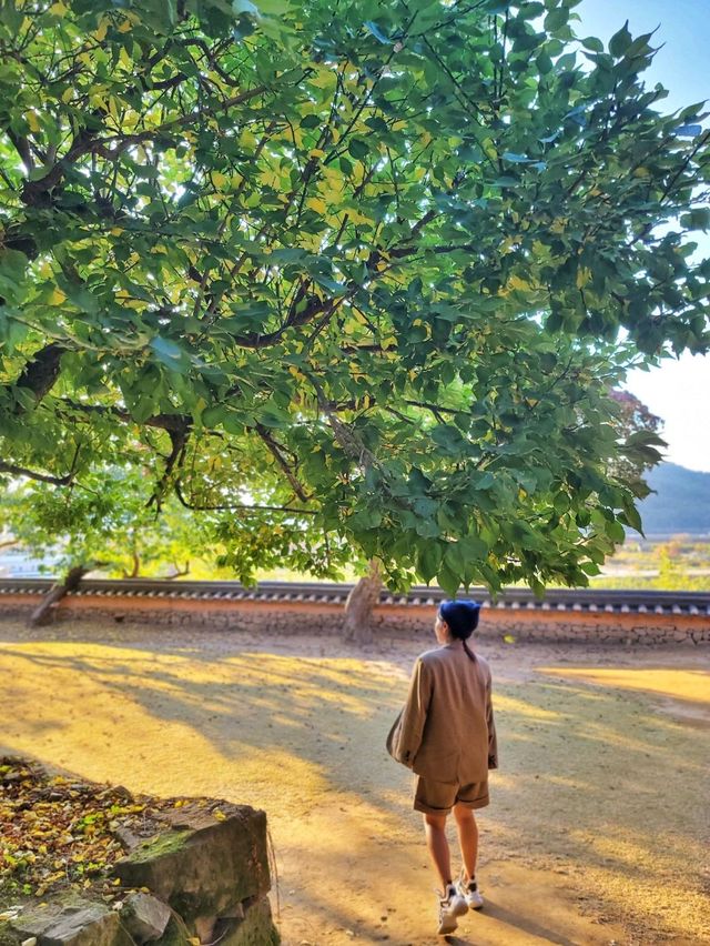 늦가을 즐기기 좋은 밀양여행지🍂