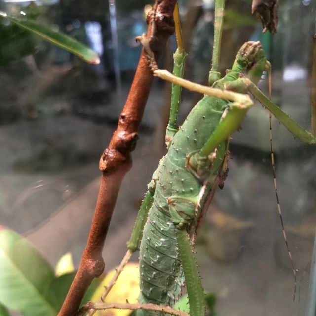 新竹昆蟲館