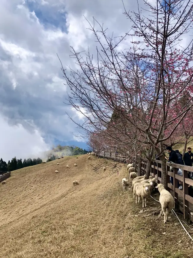 Qingjing Farm - Nantou 🐑