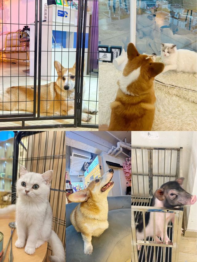 ⭐️貓貓Cafe竟然有豬仲有狗？🐱🐷🐶