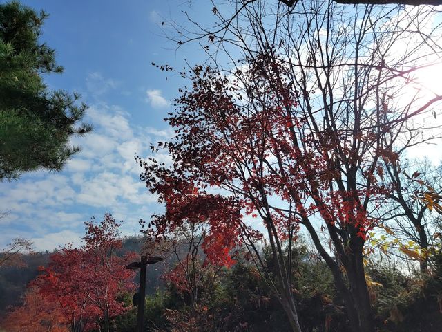 Hwadam Botanic Garden