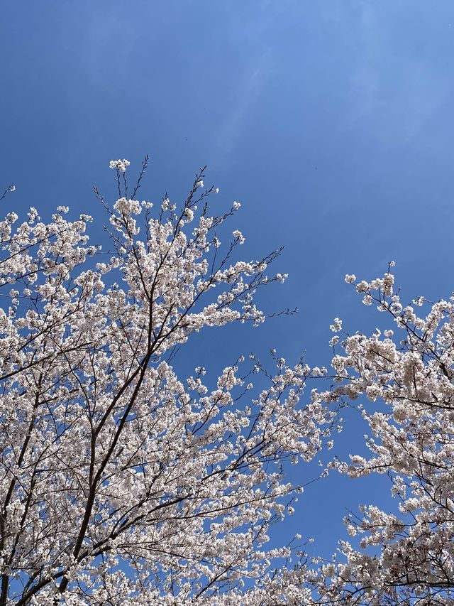 제주의 봄꽃 명소 3곳✨보롬왓, 녹산로, 오설록