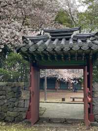 제주도 벚꽃명소
