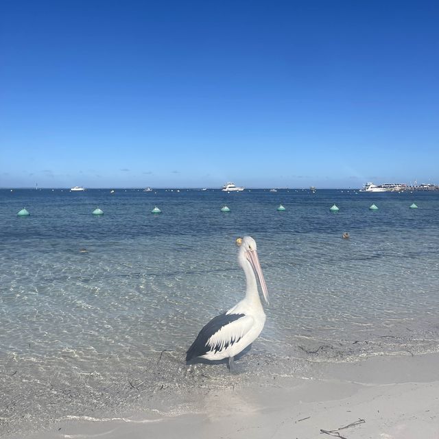 Rottnest Island