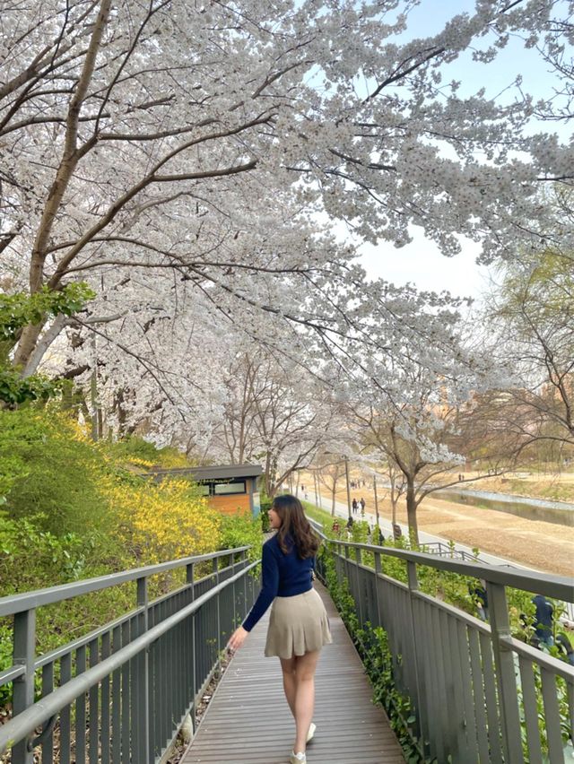낮에도 밤에도 너무 이쁜 서울 양재천 벚꽃길 🌸