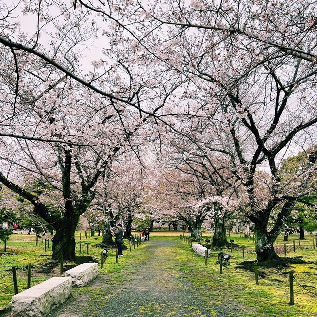 日本福岡🌸賞櫻