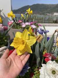 주말 나들이, 봄꽃 보러 송해공원 어때요🌷🌸