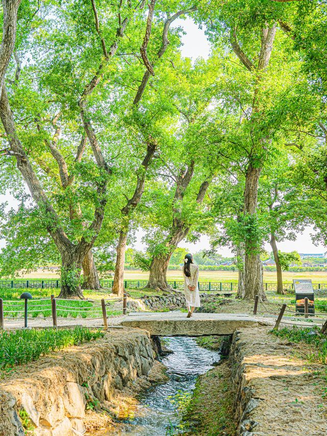 🌿5월 꼭 가봐야할 대구•경주 여행지🌸