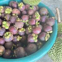 ตะลุยกินทุเรียนหน้าสวน จ. พังงา