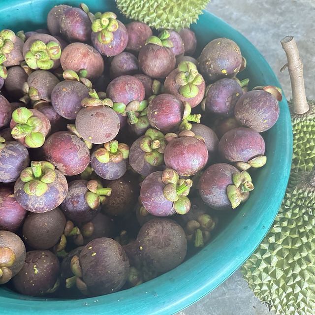 ตะลุยกินทุเรียนหน้าสวน จ. พังงา