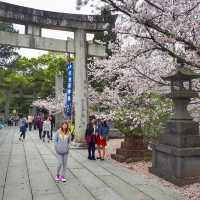 Cherry Blossom 🌸