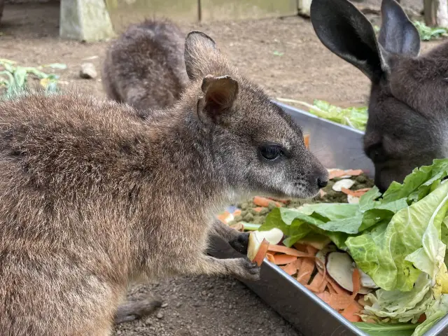 【静岡】一風変わった動植物園