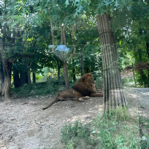 에버랜드 <사파리월드> 빠르게 즐기는 방법🔥🐅