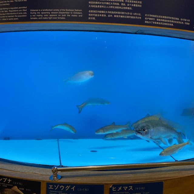 神秘寶石藍，風景如畫，北海道之寶——支笏湖！ 