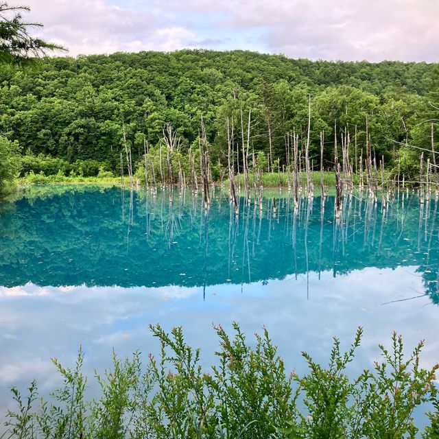 夏日仙境！北海道美瑛「白金青池」讓你沉浸於自然奇景