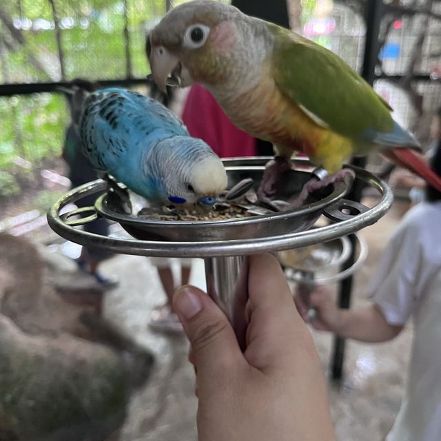 適合一家大細的深圳動物園