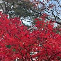 Seoraksan during autumn 🍂 