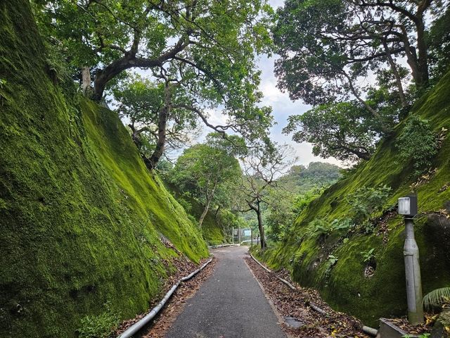 以猴子出名的金山郊野公園