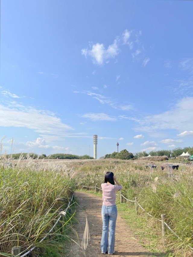 2023 하늘공원 억새축제 200% 제대로 즐기기 🌾