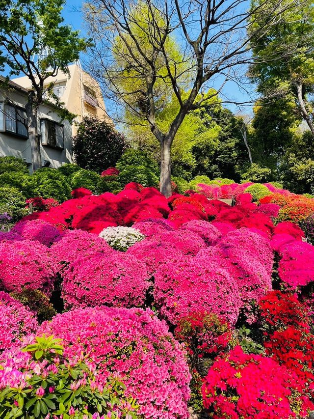 【東京/根津神社】文京つつじまつり