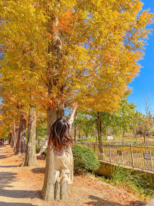 떠오르는 경주 단풍 핫플, 경북천년숲정원(경주산림환경연구원)