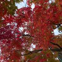 Ginko Tree at Sungkyunkwan Seoul